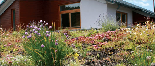 the master bedroom looks out onto this sedum roof which creates a visual link between the house and its surroundings the master bedroom looks out onto this sedum roof which creates a visual link between the house and its surroundings