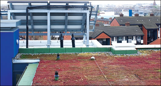 The sedum roof on one of the six storey blocks The sedum roof on one of the six storey blocks